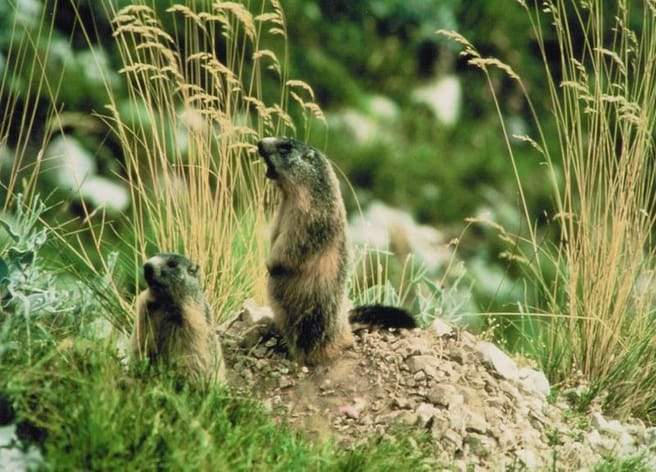 Centre de vacances Allos